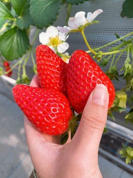 いのさんの観光農園に投稿された画像（2021/1/30）