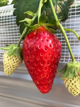 いのさんの観光農園に投稿された画像（2021/1/30）