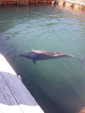 下田海中水族館に投稿された画像（2021/1/30）