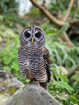 伊豆シャボテン動物公園に投稿された画像（2021/1/30）