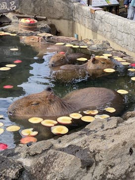 伊豆シャボテン動物公園に投稿された画像（2021/1/30）