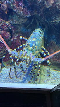 マクセル アクアパーク品川に投稿された画像（2021/1/31）