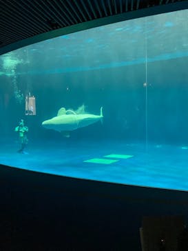 島根県立 しまね海洋館に投稿された画像（2021/1/31）