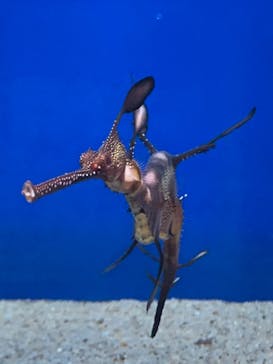 サンシャイン水族館に投稿された画像（2021/1/31）