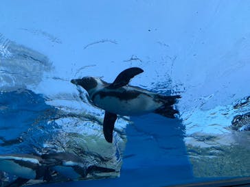 サンシャイン水族館に投稿された画像（2021/1/31）
