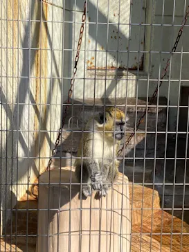 天王寺動物園に投稿された画像（2021/1/31）