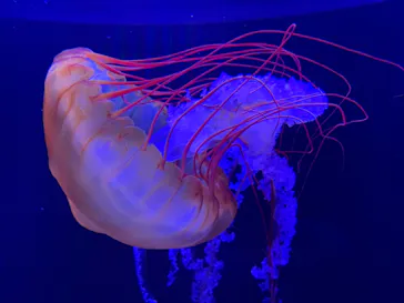 すみだ水族館に投稿された画像（2021/1/31）