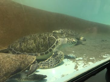 マリンワールド海の中道に投稿された画像（2021/1/31）