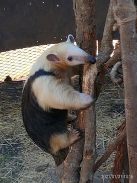 伊豆アニマルキングダムに投稿された画像（2021/1/31）