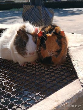 伊豆アニマルキングダムに投稿された画像（2021/1/31）