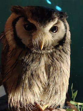 伊豆アニマルキングダムに投稿された画像（2021/1/31）