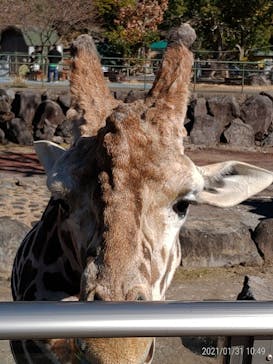 伊豆アニマルキングダムに投稿された画像（2021/1/31）