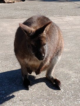 伊豆アニマルキングダムに投稿された画像（2021/1/31）