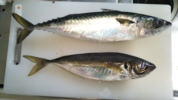 SUNNY FISHING（サニーフィッシング）に投稿された画像（2020/11/23）