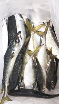 SUNNY FISHING（サニーフィッシング）に投稿された画像（2020/11/23）