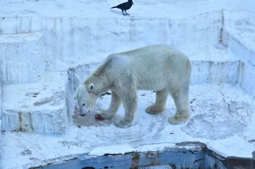 天王寺動物園に投稿された画像（2021/1/31）