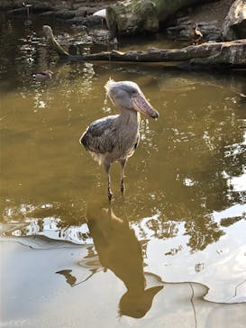 神戸どうぶつ王国に投稿された画像（2021/1/31）