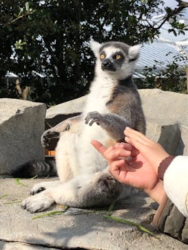 神戸どうぶつ王国に投稿された画像（2021/1/31）