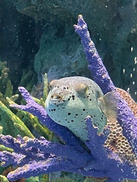 サンシャイン水族館に投稿された画像（2021/1/31）