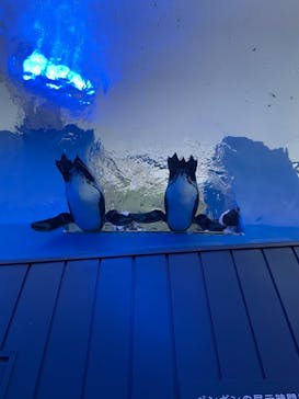 サンシャイン水族館に投稿された画像（2021/1/31）