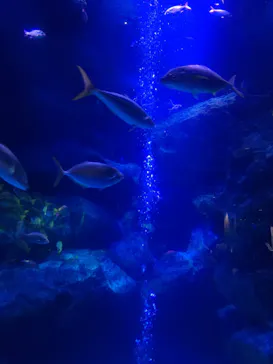 すみだ水族館に投稿された画像（2021/1/31）