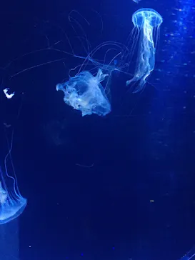 すみだ水族館に投稿された画像（2021/1/31）