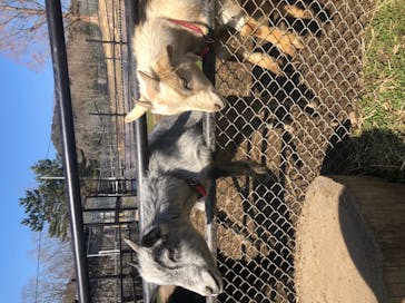 秋吉台自然動物公園 サファリランドに投稿された画像（2021/1/31）