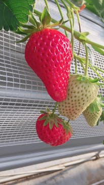 いのさんの観光農園に投稿された画像（2021/1/31）