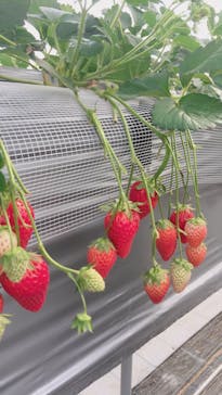 いのさんの観光農園に投稿された画像（2021/1/31）