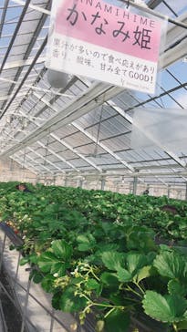 いのさんの観光農園に投稿された画像（2021/1/31）