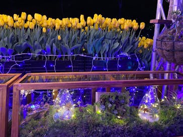 江の島シーキャンドルに投稿された画像（2021/1/31）