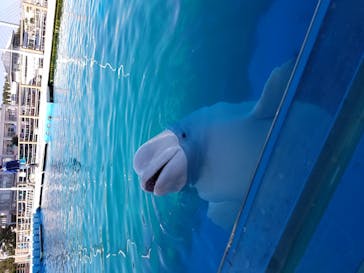 横浜・八景島シーパラダイスに投稿された画像（2021/1/31）