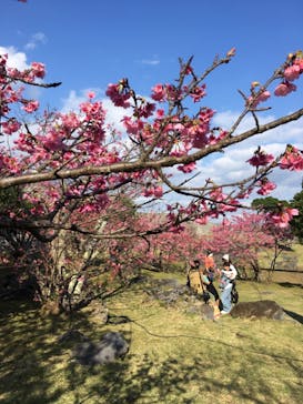 今帰仁城跡に投稿された画像（2021/1/31）