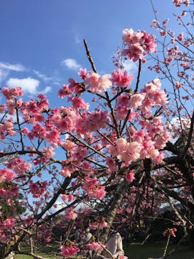 今帰仁城跡に投稿された画像（2021/1/31）