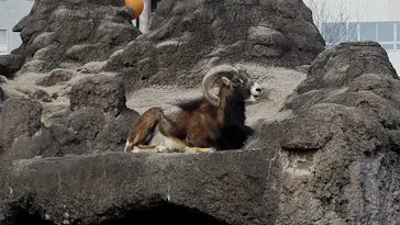 天王寺動物園に投稿された画像（2021/1/31）