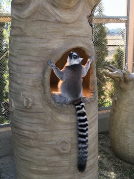 東武動物公園に投稿された画像（2021/1/31）