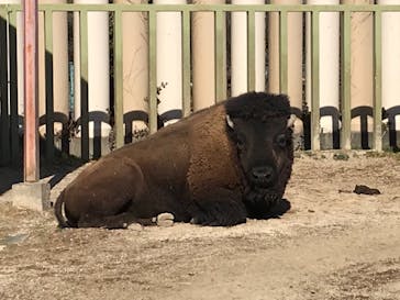 東武動物公園に投稿された画像（2021/1/31）