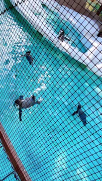 天王寺動物園に投稿された画像（2021/1/31）