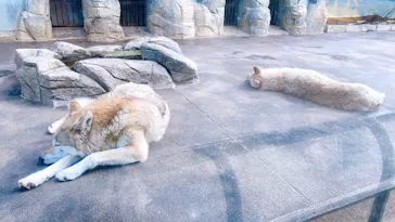 天王寺動物園に投稿された画像（2021/1/31）