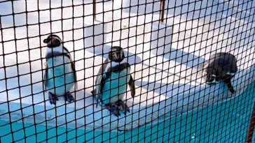 天王寺動物園に投稿された画像（2021/1/31）