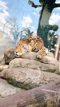 天王寺動物園に投稿された画像（2021/1/31）