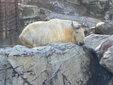 よこはま動物園ズーラシアに投稿された画像（2021/1/31）