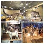 国立科学博物館に投稿された画像（2021/2/1）