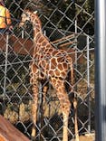 しろとり動物園に投稿された画像（2021/2/1）