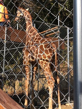 しろとり動物園に投稿された画像（2021/1/31）