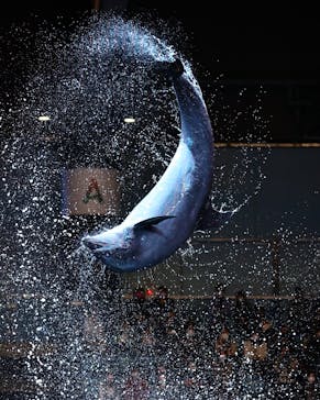 マクセル アクアパーク品川に投稿された画像（2021/2/1）