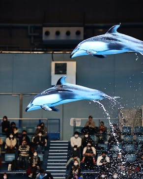 マクセル アクアパーク品川に投稿された画像（2021/2/1）