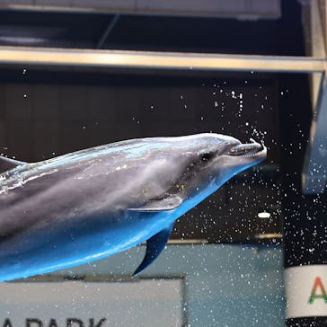 マクセル アクアパーク品川に投稿された画像（2021/2/1）