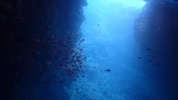 ダイビングショップ Sea Free（シーフリー）に投稿された画像（2021/2/1）