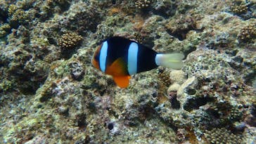 ダイビングショップ Sea Free（シーフリー）に投稿された画像（2021/2/1）